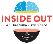 Inside Out: an Anatomy Experience Logo