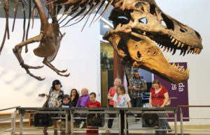 School field trips to see A T. rex Named Sue