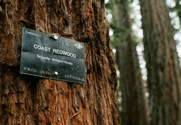 Coastal Redwood, Hoyt Arboretum