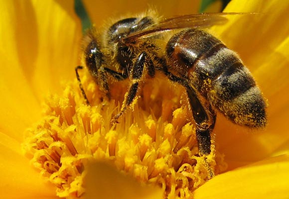 Northern Nevada Beekeepers Association at The Discovery in downtown Reno, Nevada.