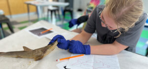 Gills Club: Form & Function at The Discovery in Downtown Reno, Nevada