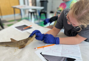 Gills Club: Form & Function at The Discovery in Downtown Reno, Nevada