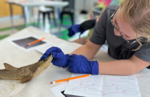 Gills Club: Form & Function at The Discovery in Downtown Reno, Nevada